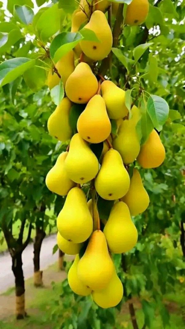 Par Columnar De Toamna , Anul 2, 1 Bucata