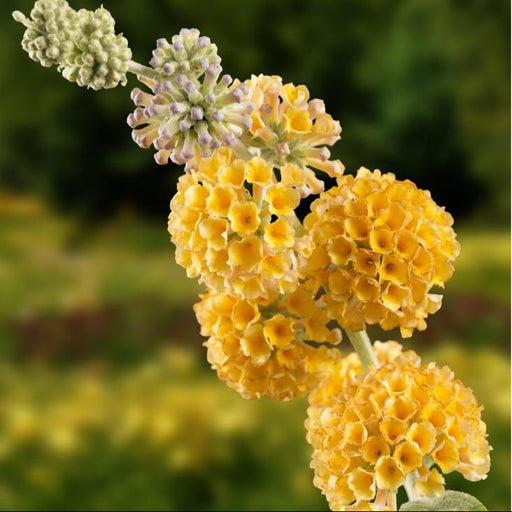 Buddleja Liliac de Vara "Gold", la ghiveci