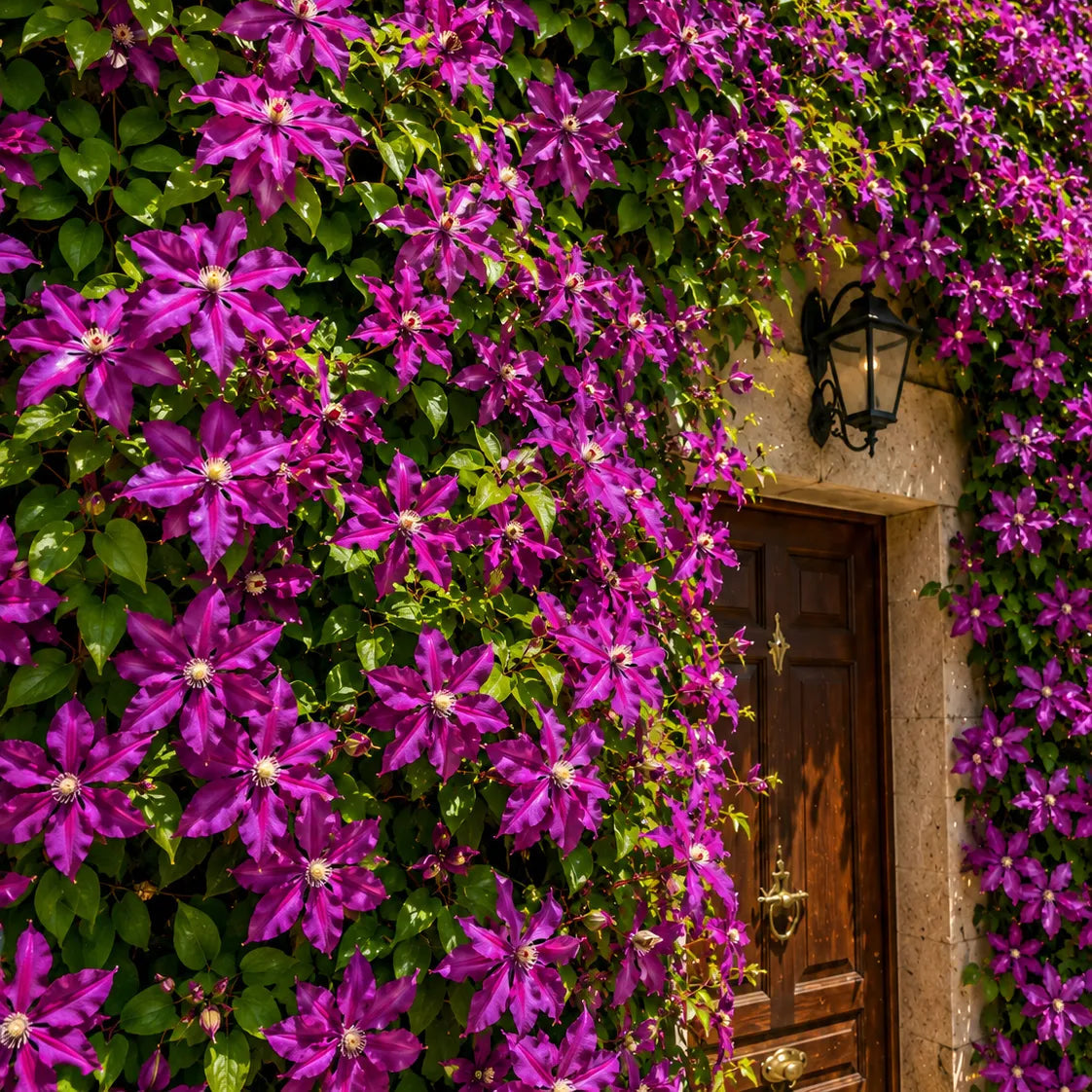 Clematita Mov – Regina Pergolelor și Arcadelor 1 buc
