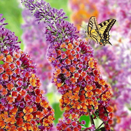 Buddleja Liliac de Vara "Sunset", la ghiveci