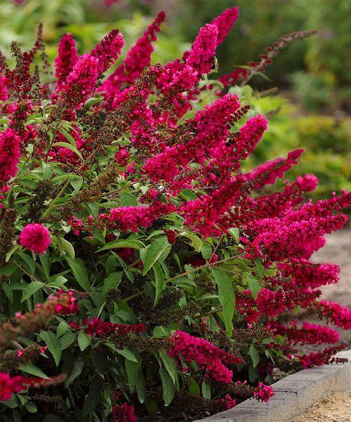 Buddleja Liliac de Vara "Fire", la ghiveci