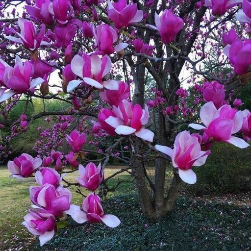 Magnolia "Old Port", la ghiveci de 2L