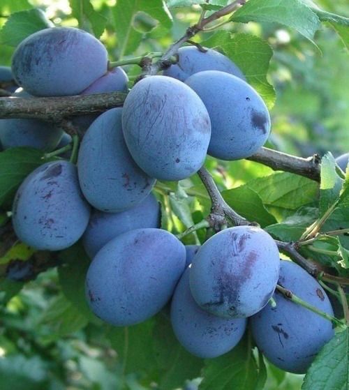 Pomi Fructiferi - Prun Columnar Timpuriu - Ghiveci - Pepiniera Romaniei