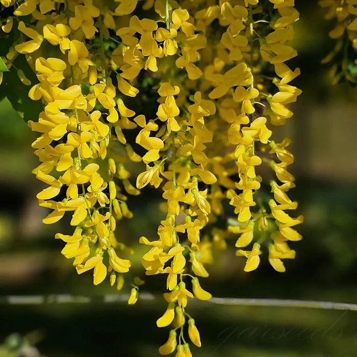 Glicina Wisteria "Shining Star" 80-100 cm