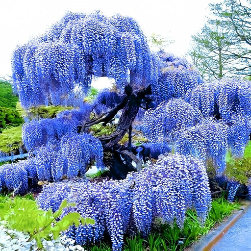 Glicina Wisteria "Mistery" 80-100 cm
