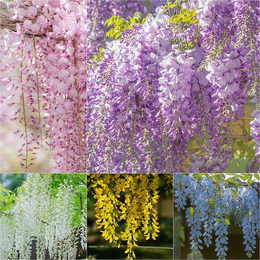 Pachet Promo Glicina Wisteria mixt 5 buc. 80-100 cm