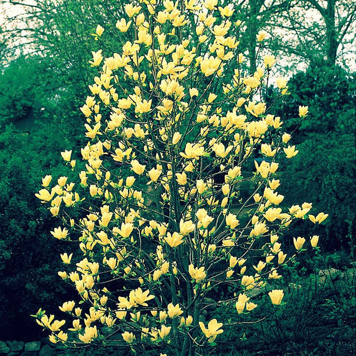 Magnolia "Butterflies", la ghiveci de 2L