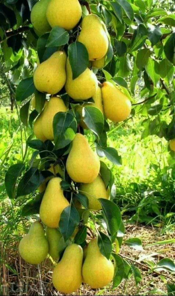 Par Columnar De Toamna , Anul 2, 1 Bucata