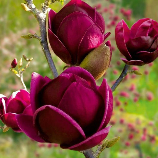 Magnolia "Black Tulip", la ghiveci de 2L