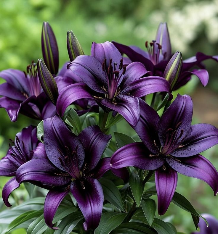 Bulbi de Crini - Dark Air - 2 buc - Pepiniera Romaniei