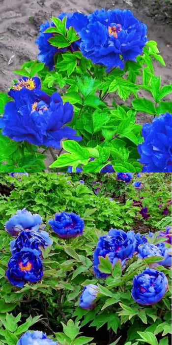 Bujor "Blue Deft"