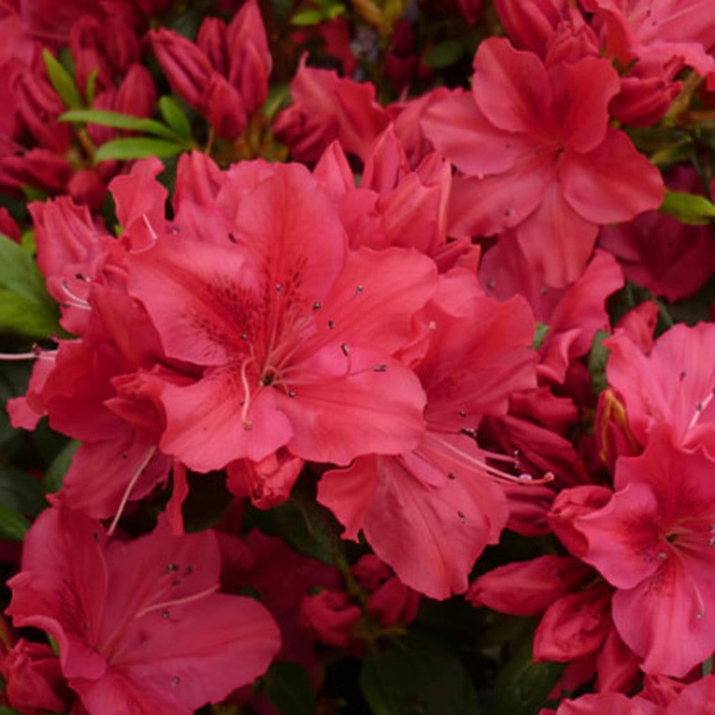Azalea indica George Arends Ghiveci