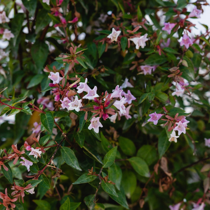 Abelia "Edward Goucher", 120-150cm, la Ghiveci de 25L, 1 Bucata