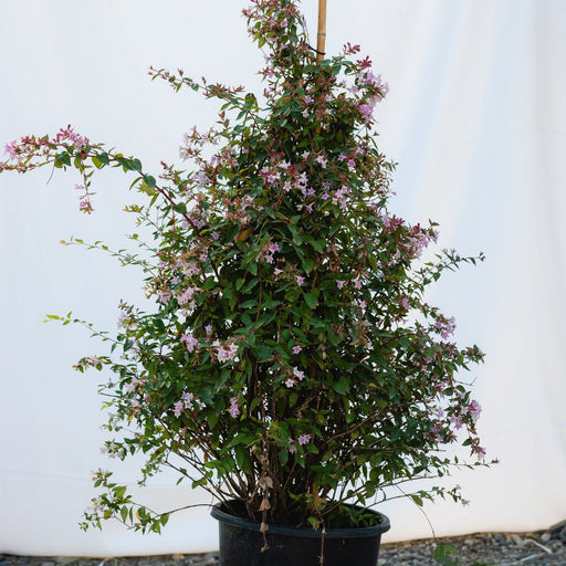 Abelia "Edward Goucher", 120-150cm, la Ghiveci de 25L, 1 Bucata