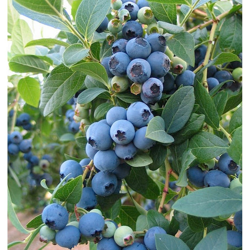 Afin "BlueGold", anul 4 pe rod, la Ghiveci, 1 Bucata