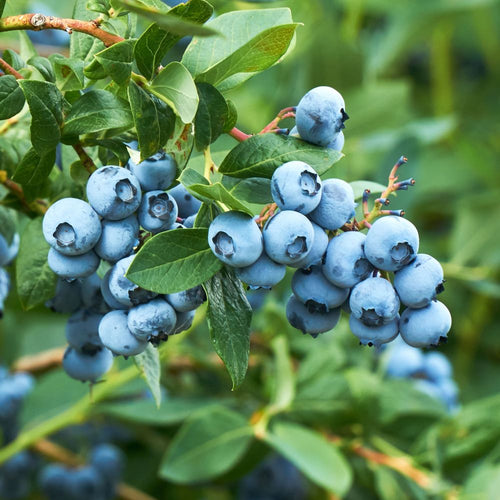 Свежие ягоды голубики сорта Бригитта на кусте, зелёные листья, летний сад