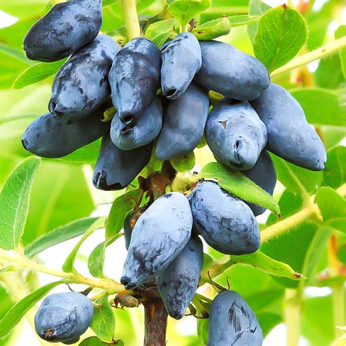 Pachet Mixt Afin 5 Bucăți