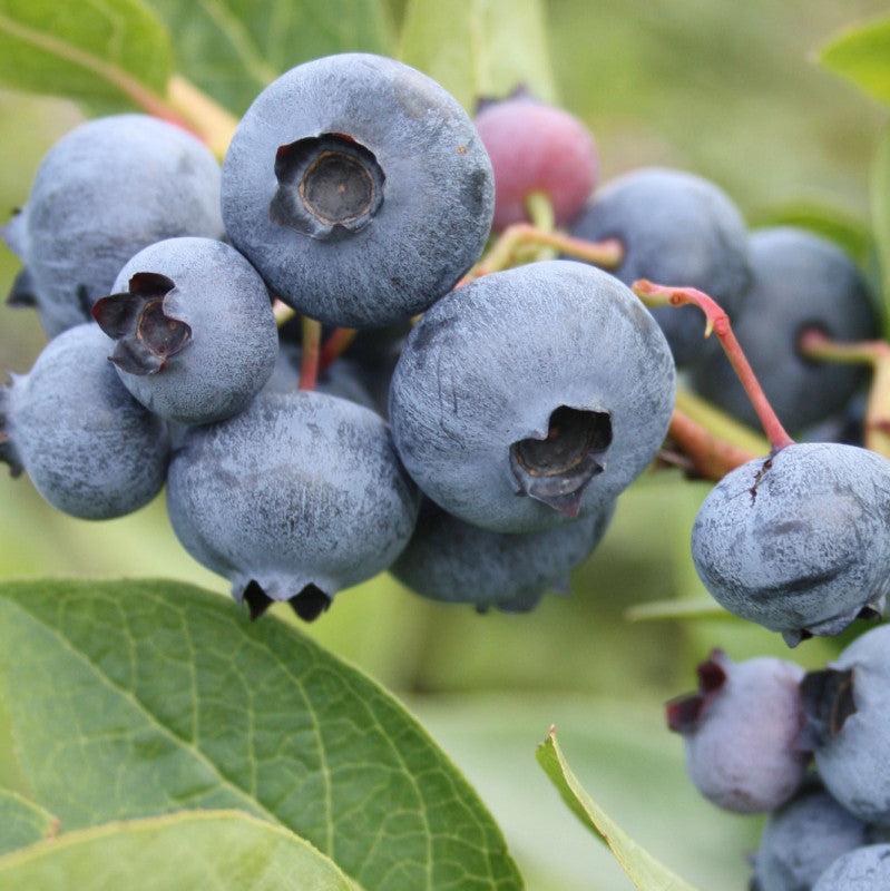 Pachet Mixt Afin 5 Bucăți