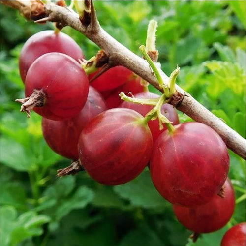крупным планом спелая красная крыжовник на ветке, зелёные листья на фоне