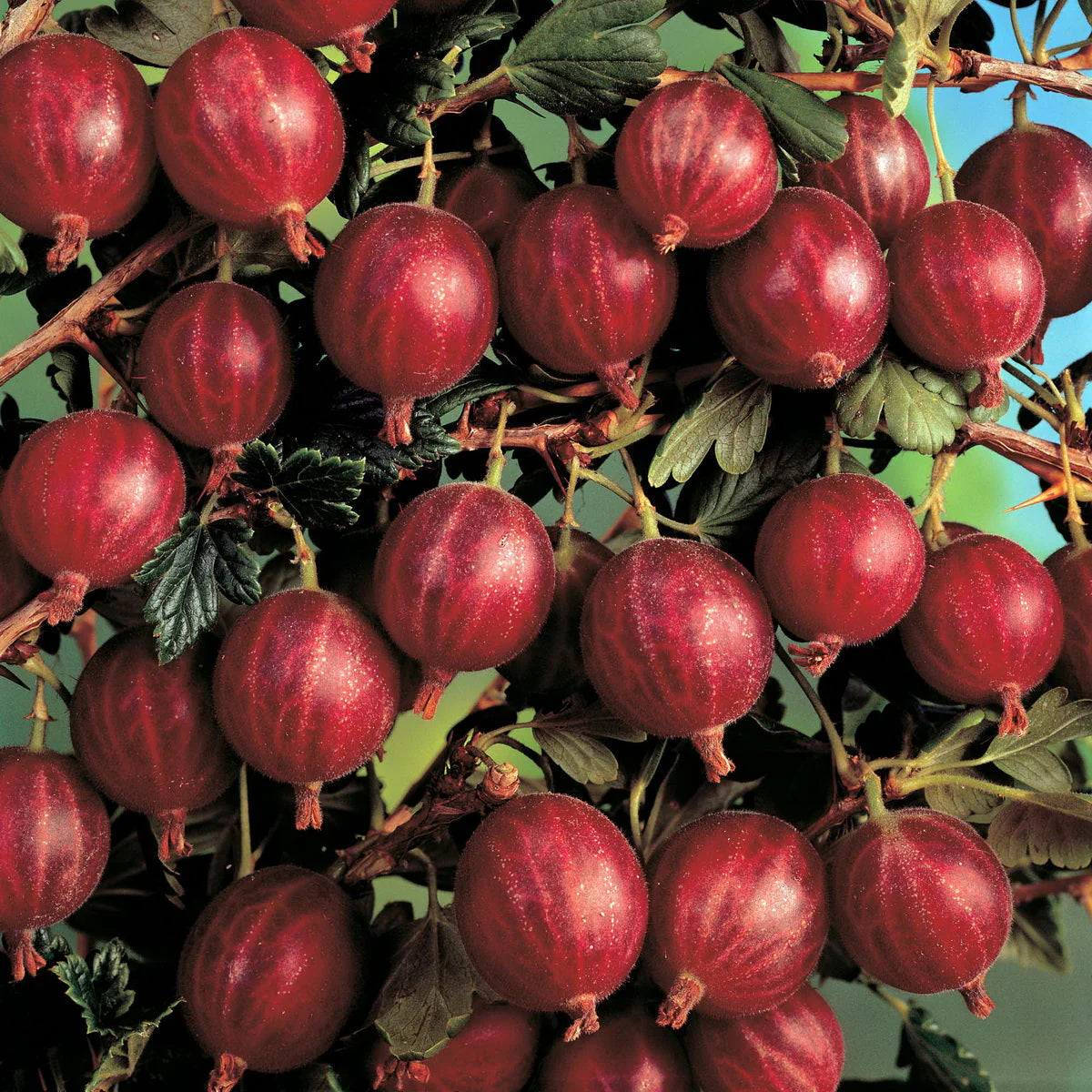 Pachet Mixt Agriș, Coacăz, Mur, Zmeur, Dud, 10 Bucăți