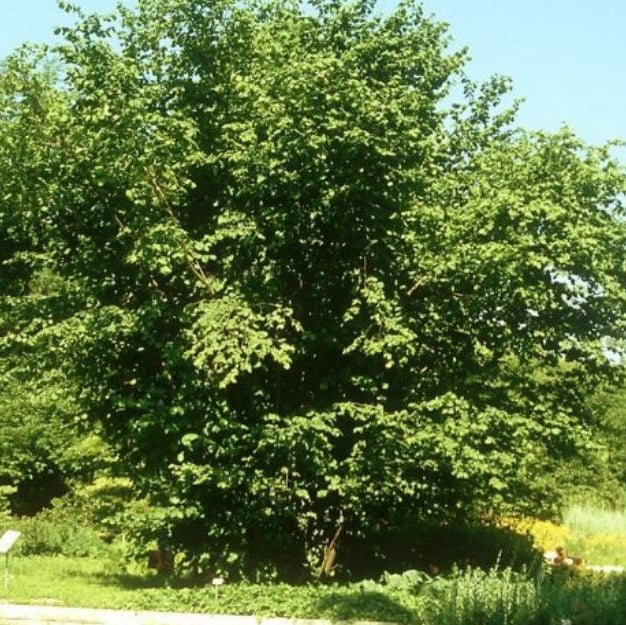 Лесной орех Corylus avellana, зеленое дерево на открытом воздухе, кустарник с листвой