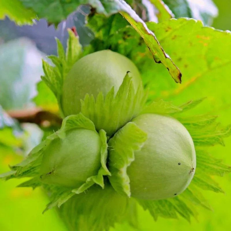 Зрелые зеленые орехи лещины Corylus avellana на кусте крупным планом, свежие листья
