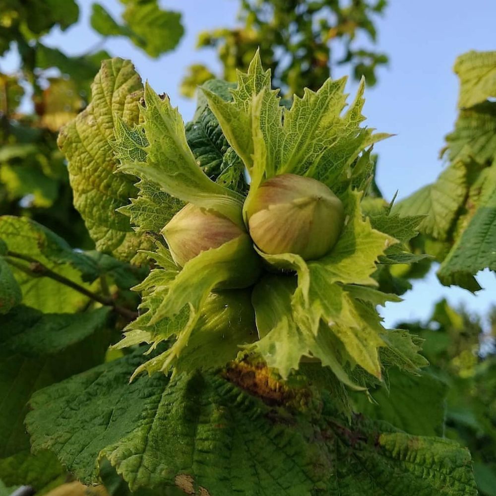 Созревающие плоды лещины Corylus avellana на кусте, зелёные листья, лето