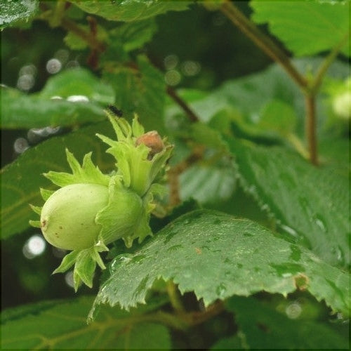 Alun "Cozia", Anul 2, 1 Bucată