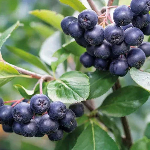 Aronia, Anul 2, 1 Bucată