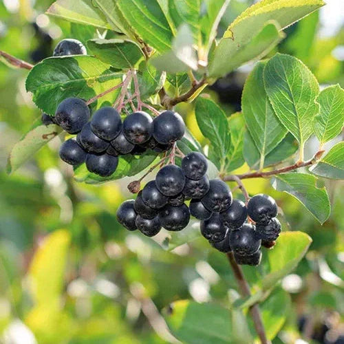 Aronia, Anul 2, 1 Bucată