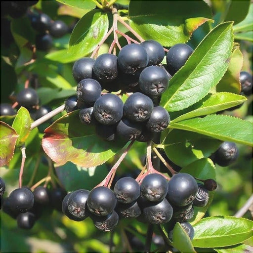 Aronia Nero la Ghiveci, 1 Bucata