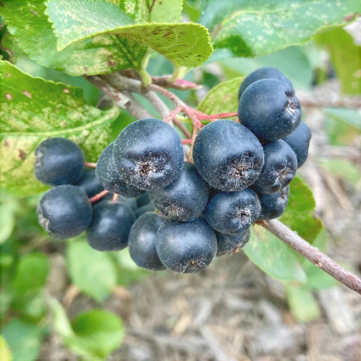 Aronia "Viking", Anul 2, 1 Bucată