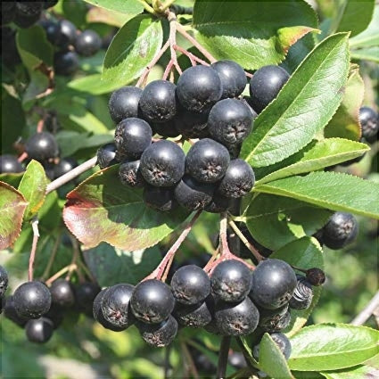 Aronia "Viking", Anul 2, 1 Bucată