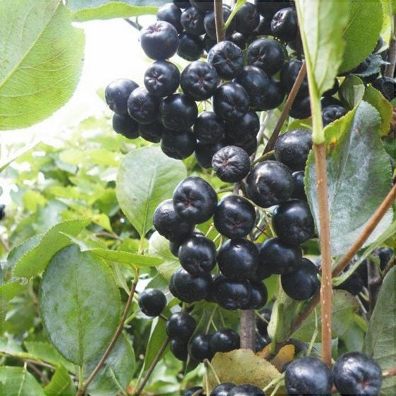 Aronia "Viking", Anul 2, 1 Bucată