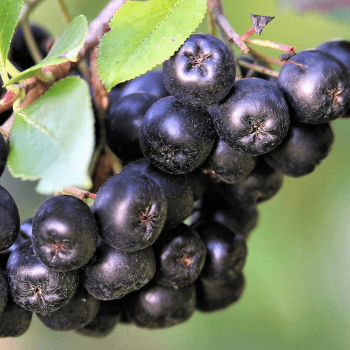 Aronia, la ghiveci