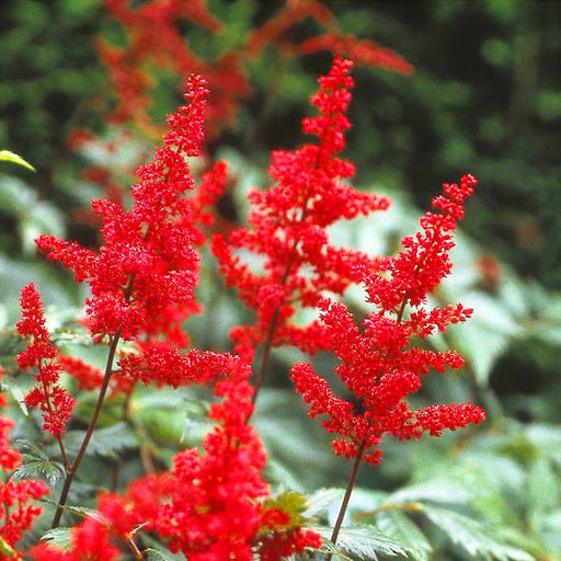 Astilbe Rosu, 1 Bucata
