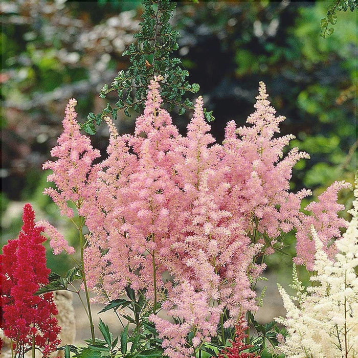 Astilbe Roz, 1 Bucata