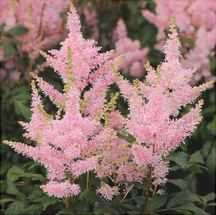 Astilbe Roz, 1 Bucata