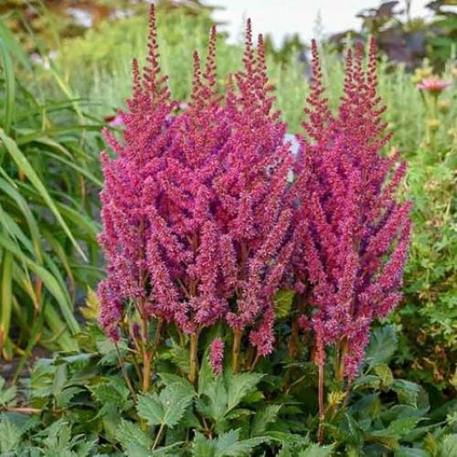 Bulbi de Astilbe "Granat", Roz Inchis, 1 Bucata la ghiveci
