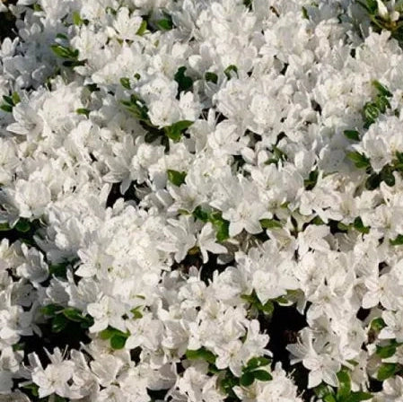 Azaleea Japoneza de Gradina, Alba, la Ghiveci de 3L, 1 Bucata