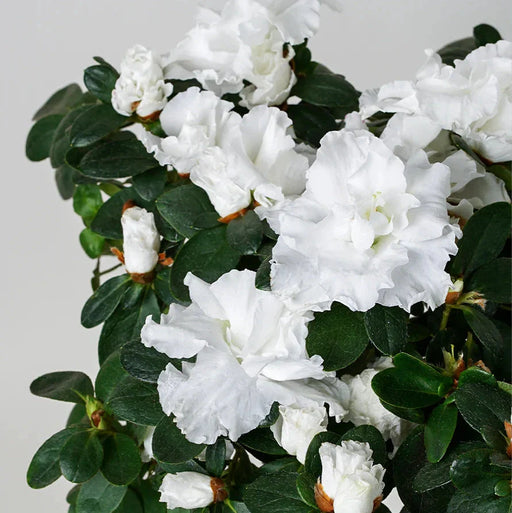 Azaleea Japoneza de Gradina, Alba, la Ghiveci de 3L, 1 Bucata