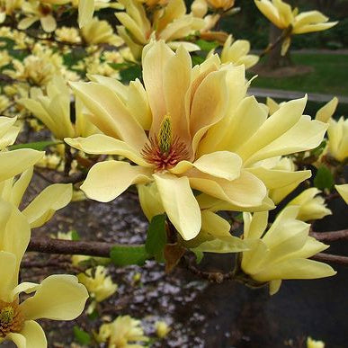 Magnolia "Butterflies", la ghiveci de 2L