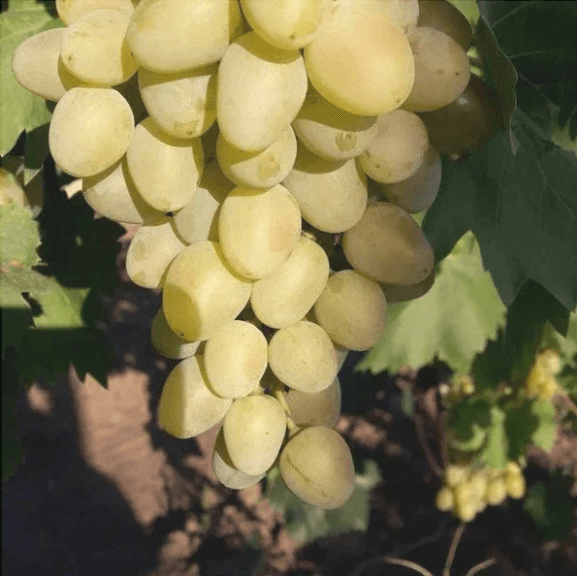 Belgrad_Seedless - Pepiniera României