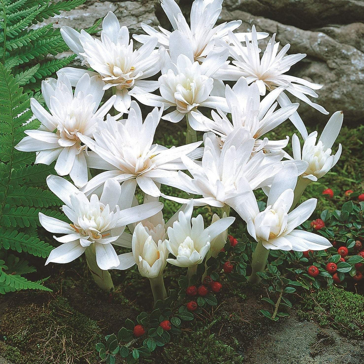 Branduse-de-Toamna-Colchicum-Autumnale-Album-1-Buc-3 - Pepiniera României