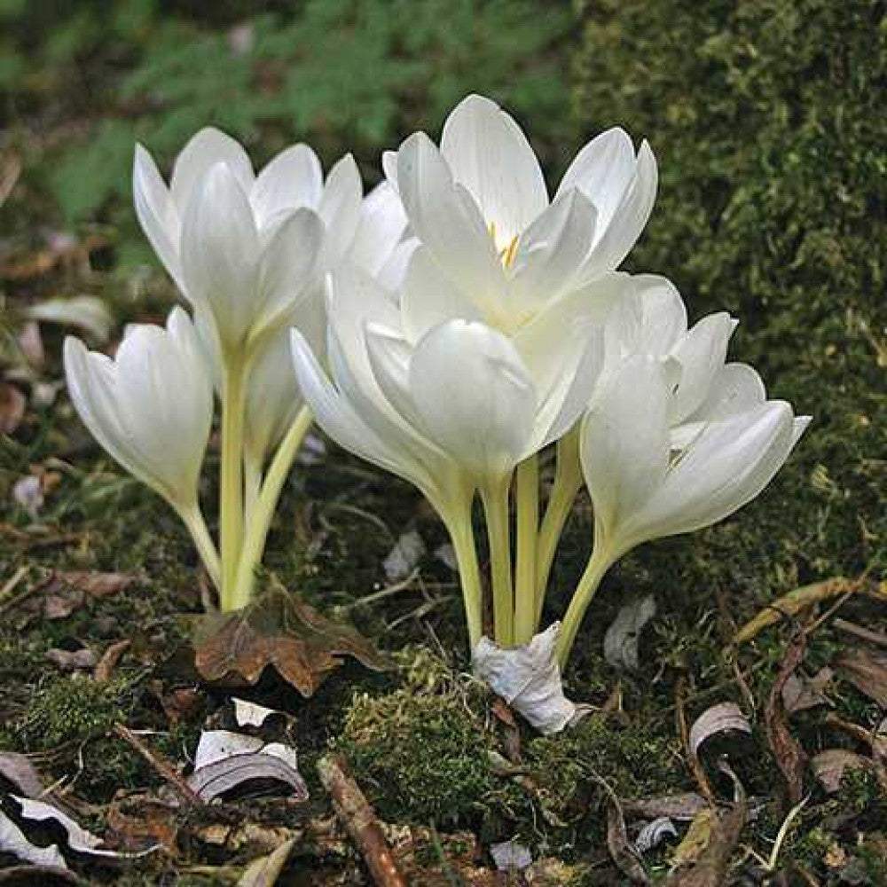 Branduse-de-Toamna-Colchicum-Autumnale-Album-1-Buc-4 - Pepiniera României