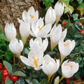 Branduse-de-Toamna-Colchicum-Autumnale-Album-1-Buc-9 - Pepiniera României