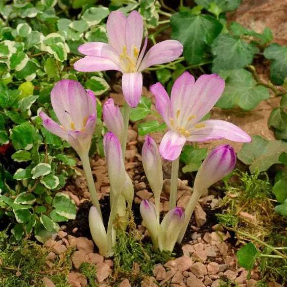 Branduse-de-Toamna-Colchicum-Byzantinum-1-Bucata-5 - Pepiniera României