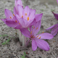 Branduse-de-Toamna-Colchicum-Cilicicum-1-Bucata-0 - Pepiniera României