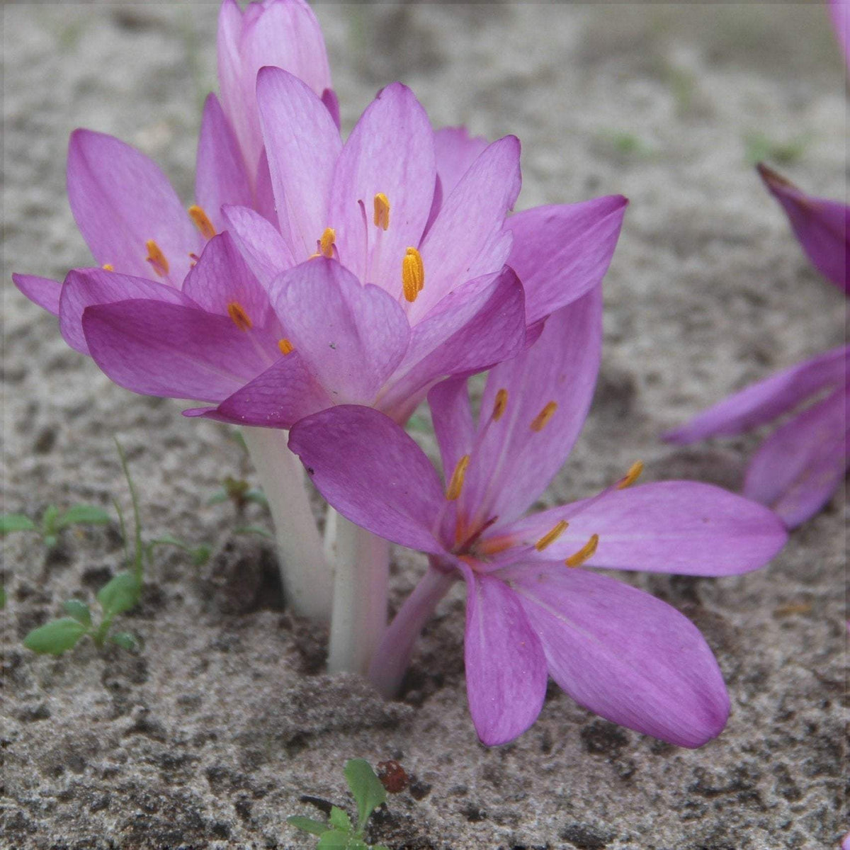 Branduse-de-Toamna-Colchicum-Cilicicum-1-Bucata-0 - Pepiniera României