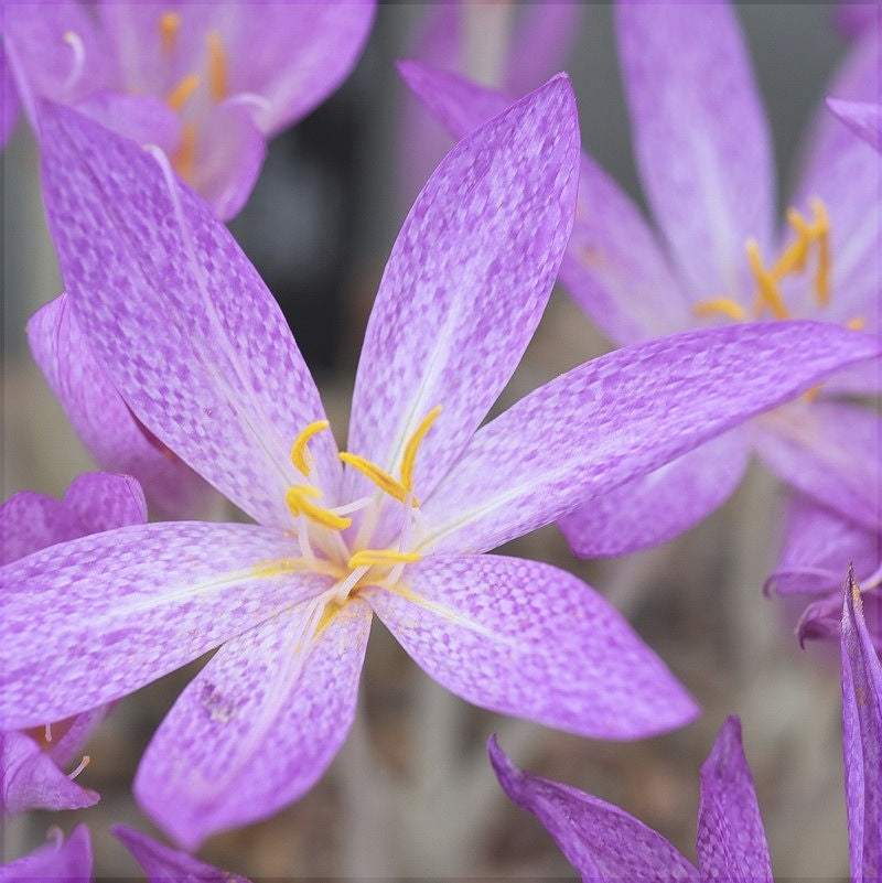 Branduse-de-Toamna-Colchicum-Cilicicum-1-Bucata-4 - Pepiniera României